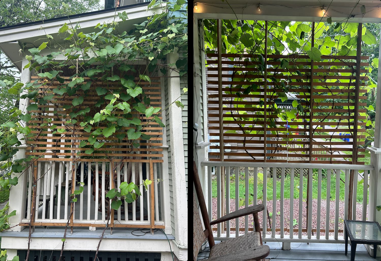 Garden trellis after